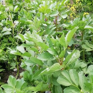 Broad Beans – The next day