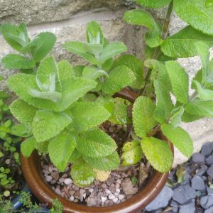 Mint regrowth