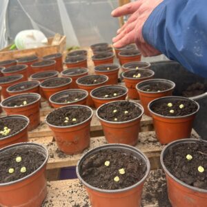 seed sowing