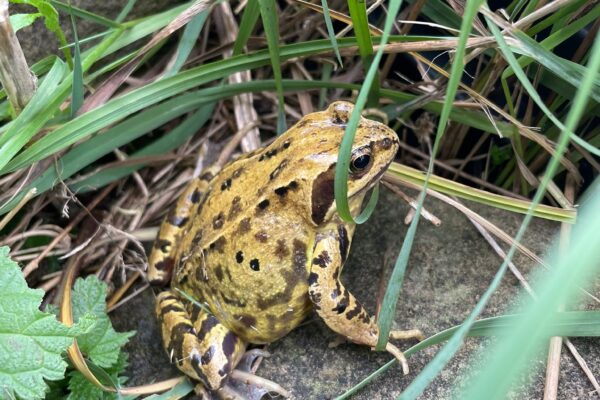 Lessons from the Frog: Metamorphosis, resilience and surviving life changes