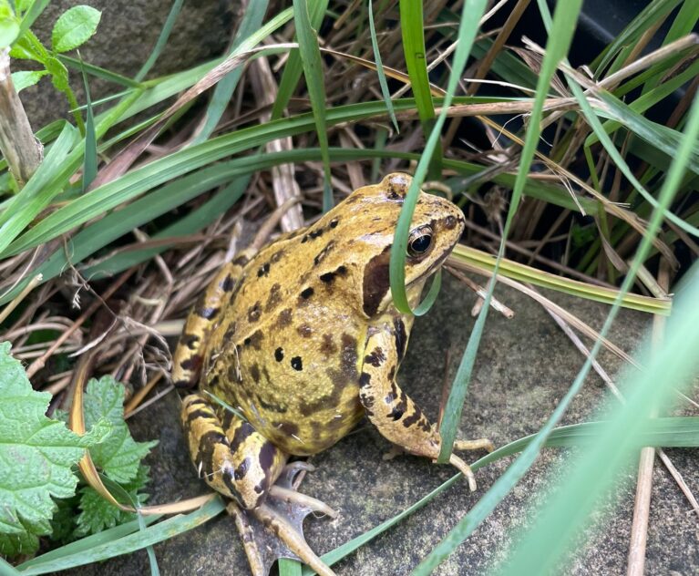 Lessons from the Frog: Metamorphosis, resilience and surviving life changes