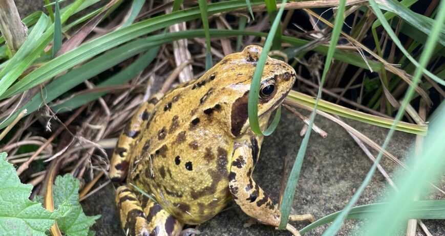 Lessons from the Frog: Metamorphosis, resilience and surviving life changes